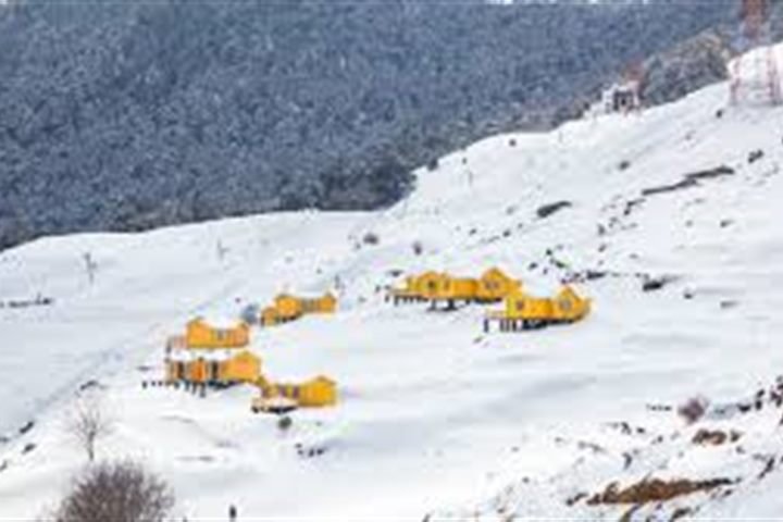 Auli